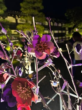 『NAKED FLOWERS 2023 桜 世界遺産・二条城』に投稿された画像（2023/3/18）