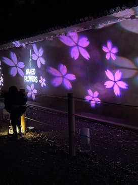 『NAKED FLOWERS 2023 桜 世界遺産・二条城』に投稿された画像（2023/3/18）