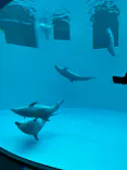 名古屋港水族館に投稿された画像（2023/3/18）