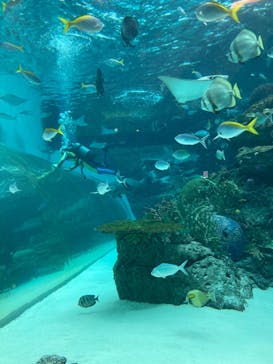 名古屋港水族館に投稿された画像（2023/3/18）