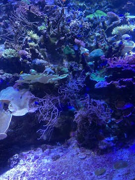 名古屋港水族館に投稿された画像（2023/3/18）