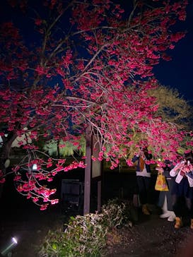 『NAKED FLOWERS 2023 桜 世界遺産・二条城』に投稿された画像（2023/3/18）