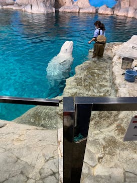 名古屋港水族館に投稿された画像（2023/3/18）