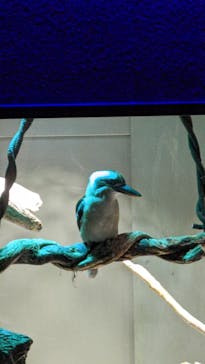 カワスイ 川崎⽔族館に投稿された画像（2023/3/18）