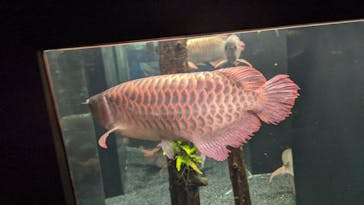 カワスイ 川崎⽔族館に投稿された画像（2023/3/18）