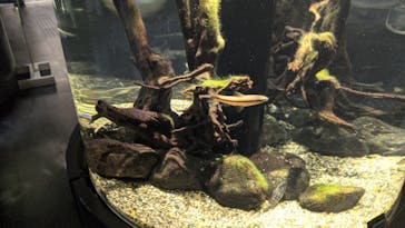 カワスイ 川崎⽔族館に投稿された画像（2023/3/18）