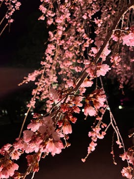 『NAKED FLOWERS 2023 桜 世界遺産・二条城』に投稿された画像（2023/3/18）
