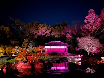 『NAKED FLOWERS 2023 桜 世界遺産・二条城』に投稿された画像（2023/3/18）