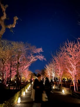 『NAKED FLOWERS 2023 桜 世界遺産・二条城』に投稿された画像（2023/3/18）