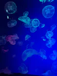 名古屋港水族館に投稿された画像（2023/3/19）