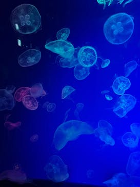 名古屋港水族館に投稿された画像（2023/3/18）