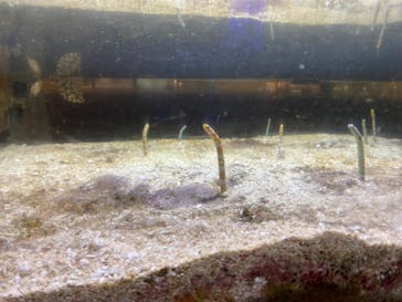 ゼロ距離水族館 伊勢シーパラダイスに投稿された画像（2023/3/18）