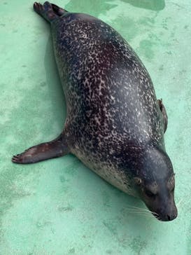 ゼロ距離水族館 伊勢シーパラダイスに投稿された画像（2023/3/18）