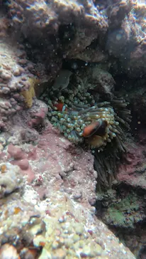 武藤潜水に投稿された画像（2023/3/18）