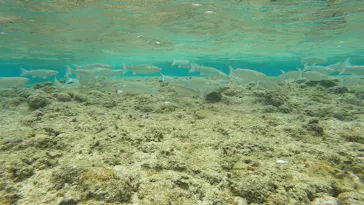 武藤潜水に投稿された画像（2023/3/18）