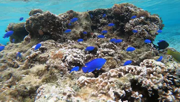 武藤潜水に投稿された画像（2023/3/18）