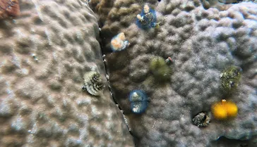 武藤潜水に投稿された画像（2023/3/18）