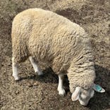 伊香保グリーン牧場に投稿された画像（2023/3/19）