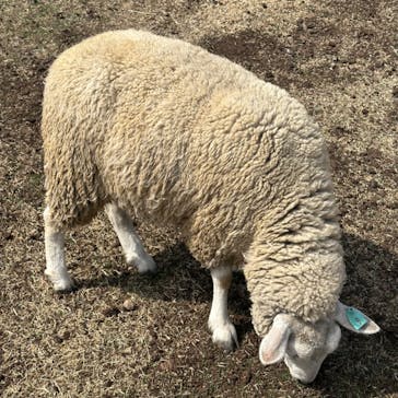 伊香保グリーン牧場に投稿された画像（2023/3/18）