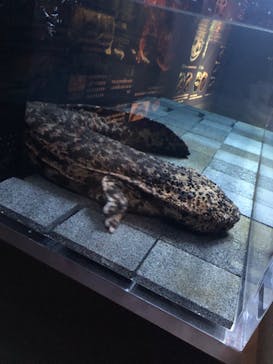 京都水族館に投稿された画像（2023/3/18）