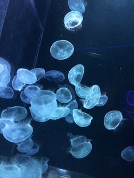 京都水族館に投稿された画像（2023/3/18）