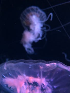 京都水族館に投稿された画像（2023/3/18）