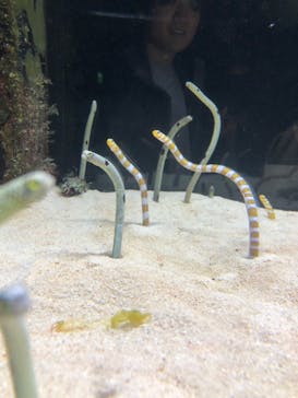 京都水族館に投稿された画像（2023/3/18）