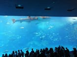 沖縄美ら海水族館に投稿された画像（2023/3/19）