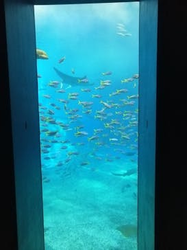 沖縄美ら海水族館に投稿された画像（2023/3/18）