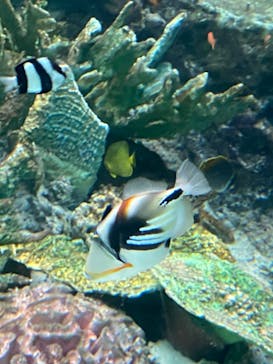 名古屋港水族館に投稿された画像（2023/3/19）