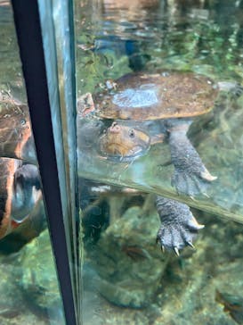 名古屋港水族館に投稿された画像（2023/3/19）