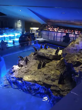 すみだ水族館に投稿された画像（2023/3/19）