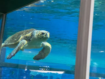 名古屋港水族館に投稿された画像（2023/3/19）