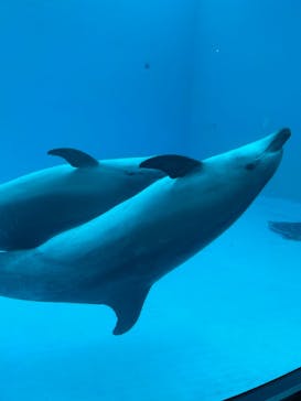 名古屋港水族館に投稿された画像（2023/3/19）
