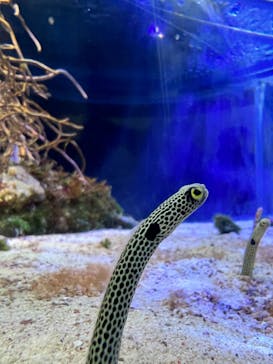 名古屋港水族館に投稿された画像（2023/3/19）