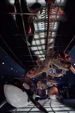 名古屋港水族館に投稿された画像（2023/3/19）