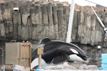 名古屋港水族館に投稿された画像（2023/3/19）