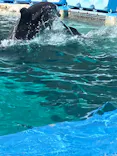 名古屋港水族館に投稿された画像（2023/3/19）