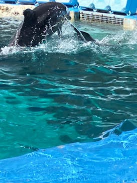 名古屋港水族館に投稿された画像（2023/3/19）