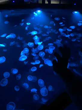 すみだ水族館に投稿された画像（2023/3/19）