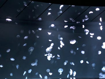 サンシャイン水族館に投稿された画像（2023/3/19）