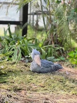 神戸どうぶつ王国に投稿された画像（2023/3/19）