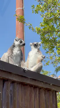 神戸どうぶつ王国に投稿された画像（2023/3/19）