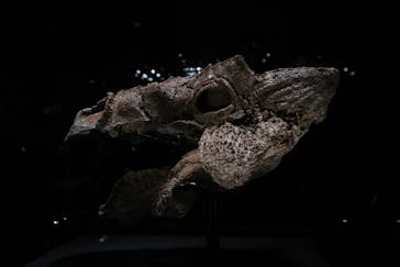 特別展「恐竜博2023」に投稿された画像（2023/3/19）