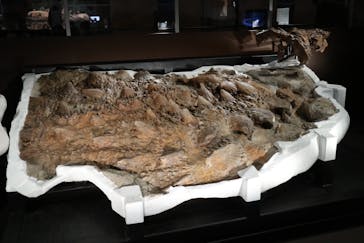 特別展「恐竜博2023」に投稿された画像（2023/3/19）