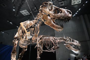 特別展「恐竜博2023」に投稿された画像（2023/3/19）