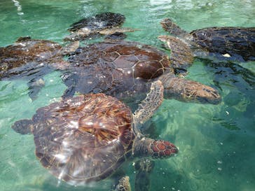 新江ノ島水族館に投稿された画像（2023/3/19）