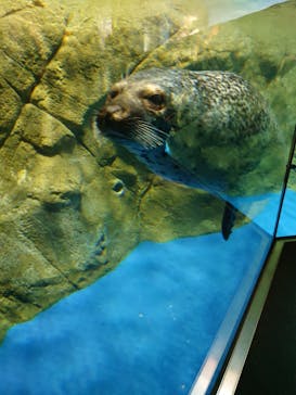 新江ノ島水族館に投稿された画像（2023/3/19）