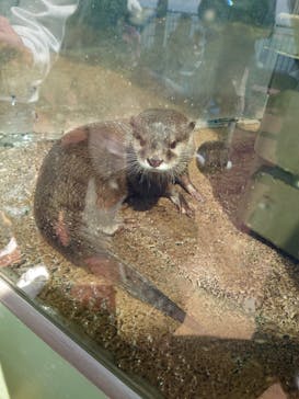 新江ノ島水族館に投稿された画像（2023/3/19）