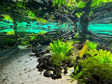 カワスイ 川崎⽔族館に投稿された画像（2023/3/19）